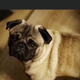 Pyle - Pug