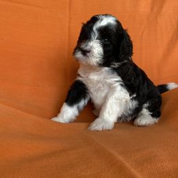 Portuguese Water Dog Puppies from Aguas De Seda PWD