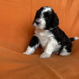 Portuguese Water Dog Puppies from Aguas De Seda PWD