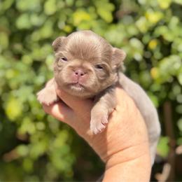Zade - Blue and white male Chihuahua puppy in Newport Beach, California from Exotic City Pomeranians and chihuahuas