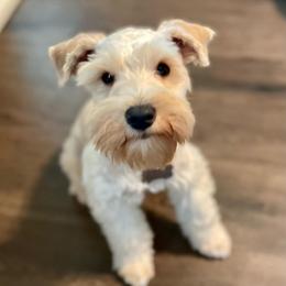 Remy - Miniature Schnauzer