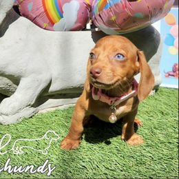 Dachshunds from Mxl Dachshund