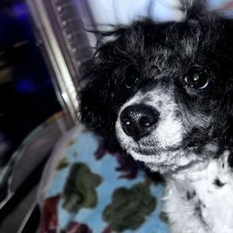 Stella - Parti Poodle puppy in California from Cordial Ridge Poodles