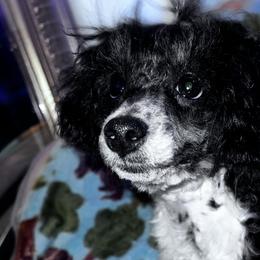 Stella - Parti Poodle puppy in California from Cordial Ridge Poodles