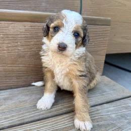 Moon - Chocolate merle female Bernedoodle puppy in Springville, Utah from Oodles of Bernedoodles