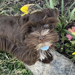 Snickers - Miniature Schnauzer