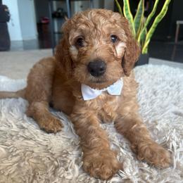 White - Apricot male Goldendoodle puppy in Buda, Texas from Anita’s Doodles