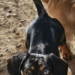 Trubidor - Dachshund