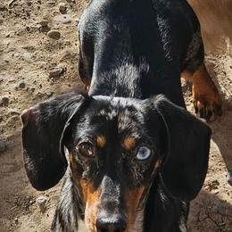 Trubidor - Dachshund