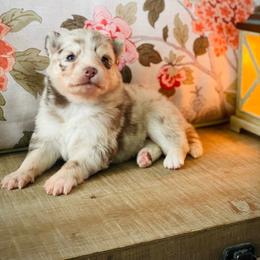 Bora (Pet Only Contract) - Merle female Pomsky puppy in Greenville, South Carolina from Thicketty Mountain Pomskies
