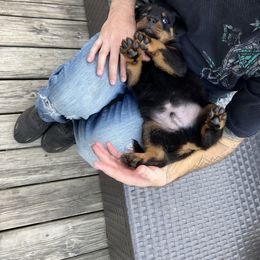Rottweiler Puppies from Vom Haus Ayers Rottweilers