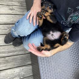 Rottweiler Puppies from Vom Haus Ayers Rottweilers