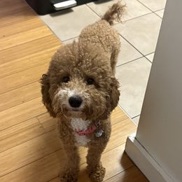 Nina - Poodle