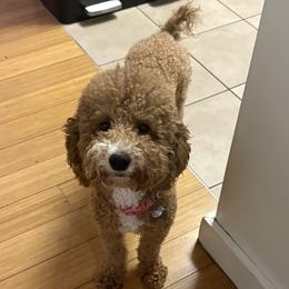 Nina - Poodle