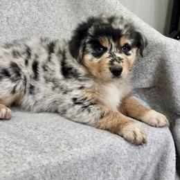 Skye - Blue merle female Australian Shepherd puppy in Utah from Corbridge Aussies