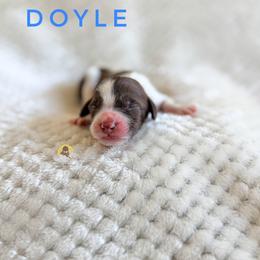 Doyle - Chocolate male Goldendoodle puppy in Dallas County, Texas from Dream A Little Doodle
