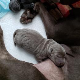 Dilute Retriever Puppies from Weathervane Labs