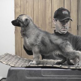 German Shepherd Puppies from Tonor-Steffca German Shepherd dogs