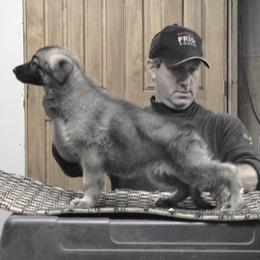 German Shepherd Puppies from Tonor-Steffca German Shepherd dogs
