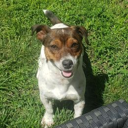 Bailey - Russell Terrier