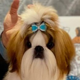 Landon - Shih Tzu