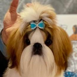Landon - Shih Tzu