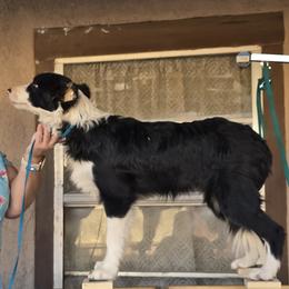Girl 2 - female Border Collie puppy in Alamogordo, New Mexico from La Luz Kennel