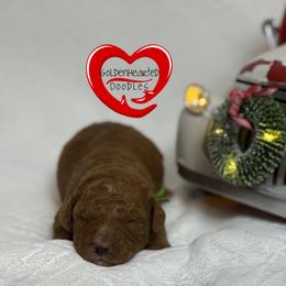 Cameron - Red  male Goldendoodle puppy in Yerington, Nevada from GoldenHearted Doodles