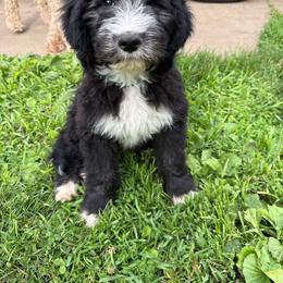 Turquoise - Black and white female Sheepadoodle puppy in Eleva, Wisconsin from Molly’s Doodles