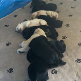 Labrador Retriever Puppies from Willow Kane Farm