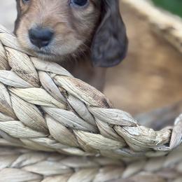 Sprinkles - Dapple female Dachshund puppy in Vancouver, Washington from Cascade Minis