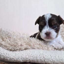 Boy 2 - Parti male Yorkshire Terrier puppy in Jacksonville, Florida from Ja'Dor Yorkies