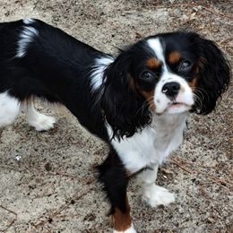Bucky - Cavalier King Charles Spaniel