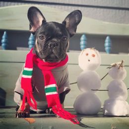 French Bulldog Puppies from French Vanilla Frenchies