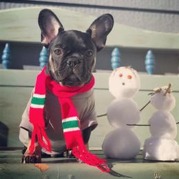 French Bulldog Puppies from French Vanilla Frenchies
