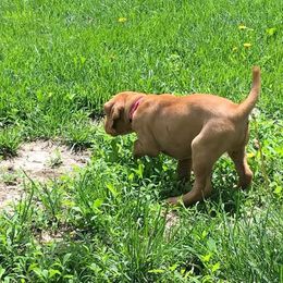 Vizsla Puppies from Maplewood Vizslas