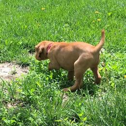 Vizsla Puppies from Maplewood Vizslas