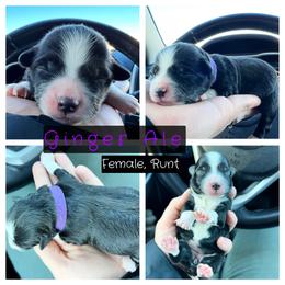 Aussiedoodle, Goldendoodle, and Miniature Australian Shepherd Puppies from Clover Bar Kennels