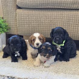 F1B Meet Girl 2 :) - Blenheim female Cavapoo puppy in Centerville, Iowa from Barnyard Dachshunds, Dals & Doodles
