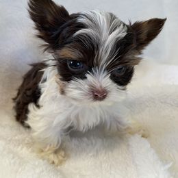 Biewer Terrier Puppies from Dillard’s Dawgs