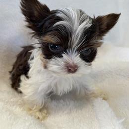 Biewer Terrier Puppies from Dillard’s Dawgs