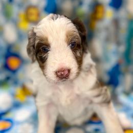 Sky - Brown merle female Aussiedoodle puppy in Liberty, Texas from Poodles and Doodles Most Excellent Adventures