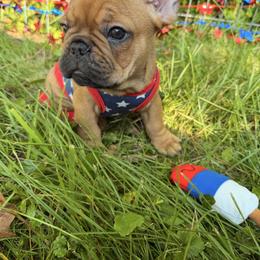 French Bulldog Puppies from Frenchie-Club