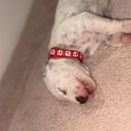Girl 2 Red - White and liver brown female Dalmatian puppy in Miami, Florida from Soflo Dalmatians