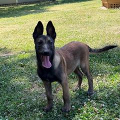 Artak's Home Savannah - Red female Belgian Malinois puppy in Monroe, North Carolina from Artaks Home Malinois