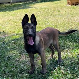 Artak's Home Savannah - Red female Belgian Malinois puppy in Monroe, North Carolina from Artaks Home Malinois