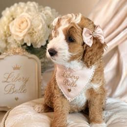 Freedom Rose - Apricot female Goldendoodle puppy in Aurora, Illinois from Chicago Goldendoodles