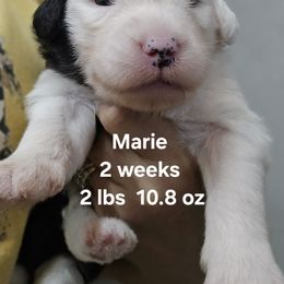 Marie - Black and white female Old English Sheepdog puppy in Sutherlin, Oregon from Sapphire Eyes Sheepdogs