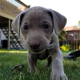 Weimaraner Puppies from SilverRush Weimaraners
