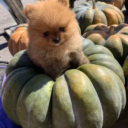 Pomeranian Puppies from Pursell Pomeranians